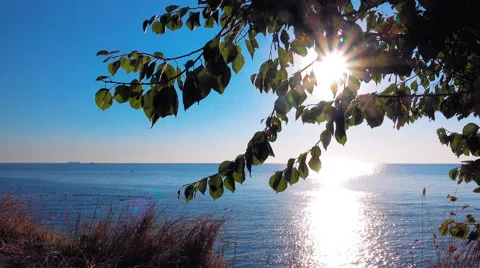 4K seashore. sunlight through the leaves. Stock Footage 67184850