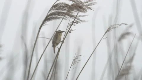 4K sedge warbler in the reed Vidéo 153152031