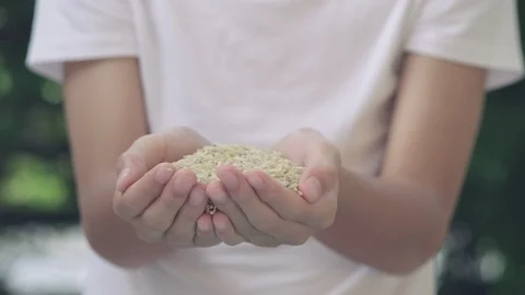 4k selective focus high nutrition white rice drop on kid hand Stock Footage 125553250