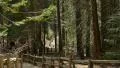 4K Sequoia Forest 10 Grant Grove Kings Canyon 4k or 4k+ Resolution