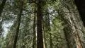 4K Sequoia Forest 12 Grant Grove Kings Canyon Handy 4k or 4k+ Resolution