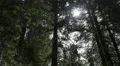 4K Sequoia Forest Dolly 03 Grant Grove Kings Canyon 4k or 4k+ Resolution