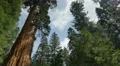 4K Sequoia Forest Timelapse 09 General Grant Tree Clouds 4k or 4k+ Resolution