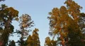 4K Sequoia Forest Timelapse 14 Sunset Grant Grove Kings Canyon 4k or 4k+ Resolution