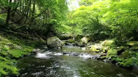 4K Serene Forest Stream Flowing Over Mossy Rocks Lush Riparian Zone Video stock 332157162