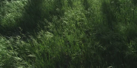 4K Serene Grass Meadow Video stock 51280929