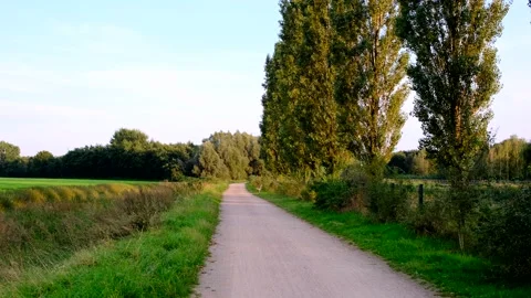 4K Serene Pathway Through Lush Greenery on a Sunny Day Stock Footage 221172854