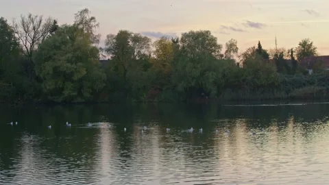 4K Serene Sunset View of Ducks Swimming on a Lake with Scenic Landscape Stock Footage 221169660