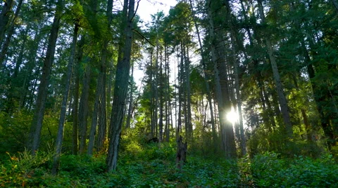 4K Setting Sunlight Peaking Between Forest Trees, Maple and Fir and Underbrush Stock Footage 68165723