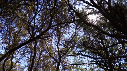 4K Shady Lucious Tree Canopy Stock Footage 111282348