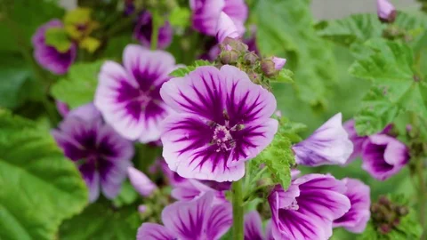 4K Shallow depth of field flowers in Seattle Washington during day Stock Footage 73503595