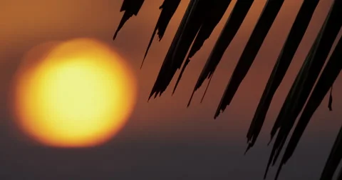 4K: Shallow Depth Of Field/Sunset Palms/Ocean Horizon Tropical Stock Footage 63212827