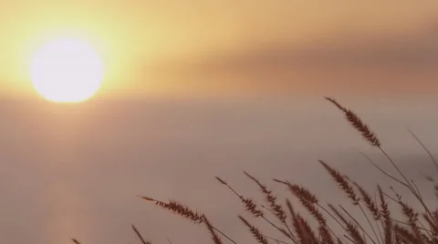 4K: Shallow Focus Sunset With Foxtails On Coast Stock Footage 65779021