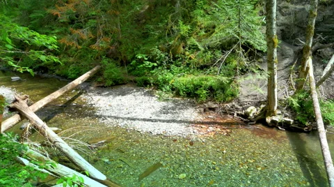 4K Shallow Stream with Pond Stone in Mountain Forest Foliage Stock Footage 64589003