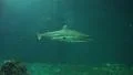 4k Shark passing by in XXL fish tank 4k or 4k+ Resolution