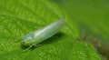 4K Sharpshooter (Pagaronia minor) Expels Water Droplets 2 4k or 4k+ Resolution