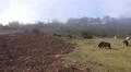 4k Sheep and clouds fog mountain Pico do Arieiro Madeira 4k or 4k+ Resolution