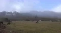 4k Sheep and clouds mountain Pico do Arieiro Madeira 4k or 4k+ Resolution