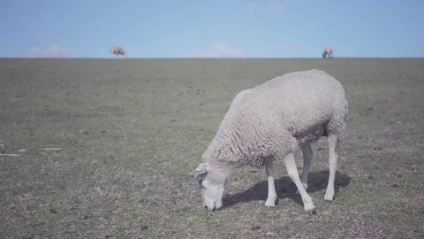 4K - Sheep on dike grass eating in slow motion Stock Footage