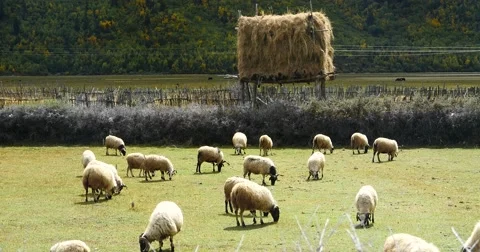 4k sheep graze on the prairie,clouds mass rolling over snow mountains in tibet. 库存影片 45845799