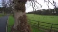 4k sheep grazing grass on a green field on an autumn day 4k or 4k+ Resolution