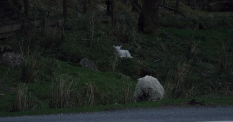 4K Sheep grazing in Scottish Forest. Highland cattle on a roadside.Passing cars. Stock Footage 93058785