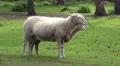 4k Sheep standing on a grassy meadow nature preserve 4k or 4k+ Resolution