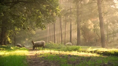 4k Sheep Wool Grazing Grass Meadow Видео 165054220