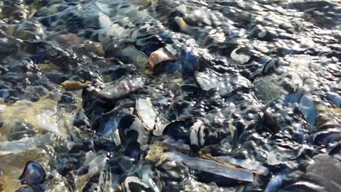 4K Shells in clear water  Stock Footage 336504395