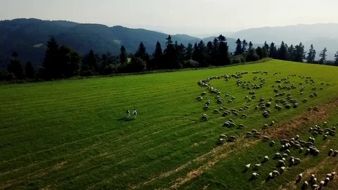 4K Shepherds And Flock Of Sheep Stock Footage