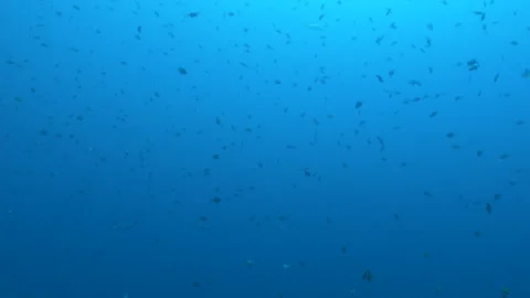 4K shoals of red toothed triggerfish in open water in the Red Sea, Egypt Stock Footage 270976209