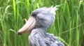 4k Shoebill bird head close up green meadow sunny day 4k or 4k+ Resolution