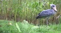 4k Shoebill bird walking green grass reed meadow sunny day 4k or 4k+ Resolution