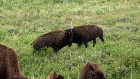 4K Short Bison Fight During the Rut Stock Footage 113821637