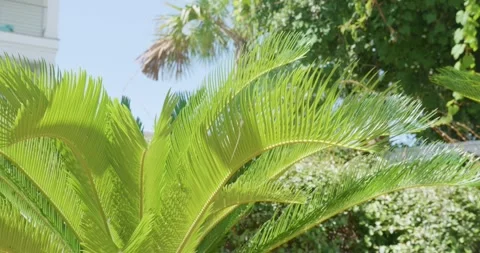 4K Short Palm Tree Blowing in Wind Stock Footage 251024604