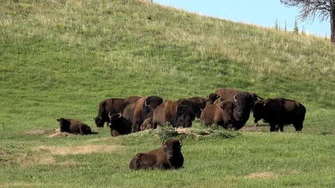 4K Short version of buffalo mini stampede, with audio of thundering hooves. Stock Footage 113822666