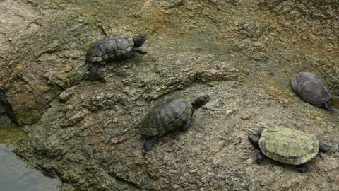 4K shot of an Asian pond turtle climbing up a steep rock surface 스톡 동영상 337090053