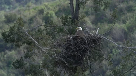 4K shot of a Bald Eagle incubating in its nest in the Angeles National Forest 스톡 동영상 155867161