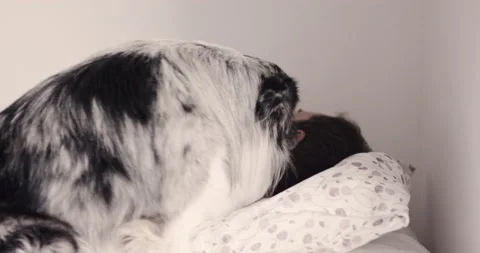 4K shot of bearded man being woken up by his dog in bed in early morning Stock Footage 160501210
