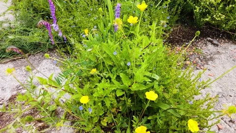 4K, shot of the beginning edge of a meadow Stock Footage 156268936
