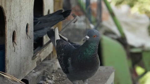 4k shot of blue and orange rock pigeons, rock doves, or Columba Livia. Stock Footage 345141880