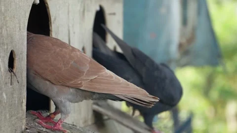 4k shot of blue and orange rock pigeons, rock doves, or Columba Livia. 動画素材 345141885