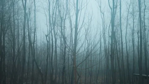 4K shot of dry trees covered with fog as seen from moving car at Kashmir, India. Stock Footage 320468604