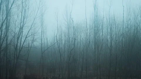 4K shot of dry trees covered with fog as seen from moving car at Kashmir, India. Stock Footage 321140235