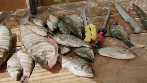 4K shot of freshly caugth fish. Stock Footage 220359201