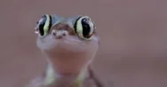 4K Shot Of Funny Web Footed Gecko Licking Moisture From Its Eye Stock Footage