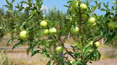 4K Shot of Green Apples on Tree Branches in Orchard Stock Footage 322710114