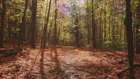 4K Shot Inside an Autumn Forest in Kaaterskill Mountain, NY with Sunlight Stock Footage 306194844