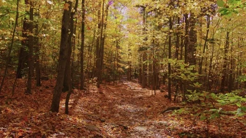 4K Shot Inside an Autumn Forest in Kaaterskill Mountain, NY with Sunlight Stock Footage 306195154