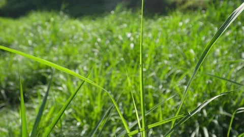 4k shot of long green grass in a meadow hit by a gentle breeze against the sun. Stock Footage 345142151